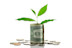 Tree growing out of money roll