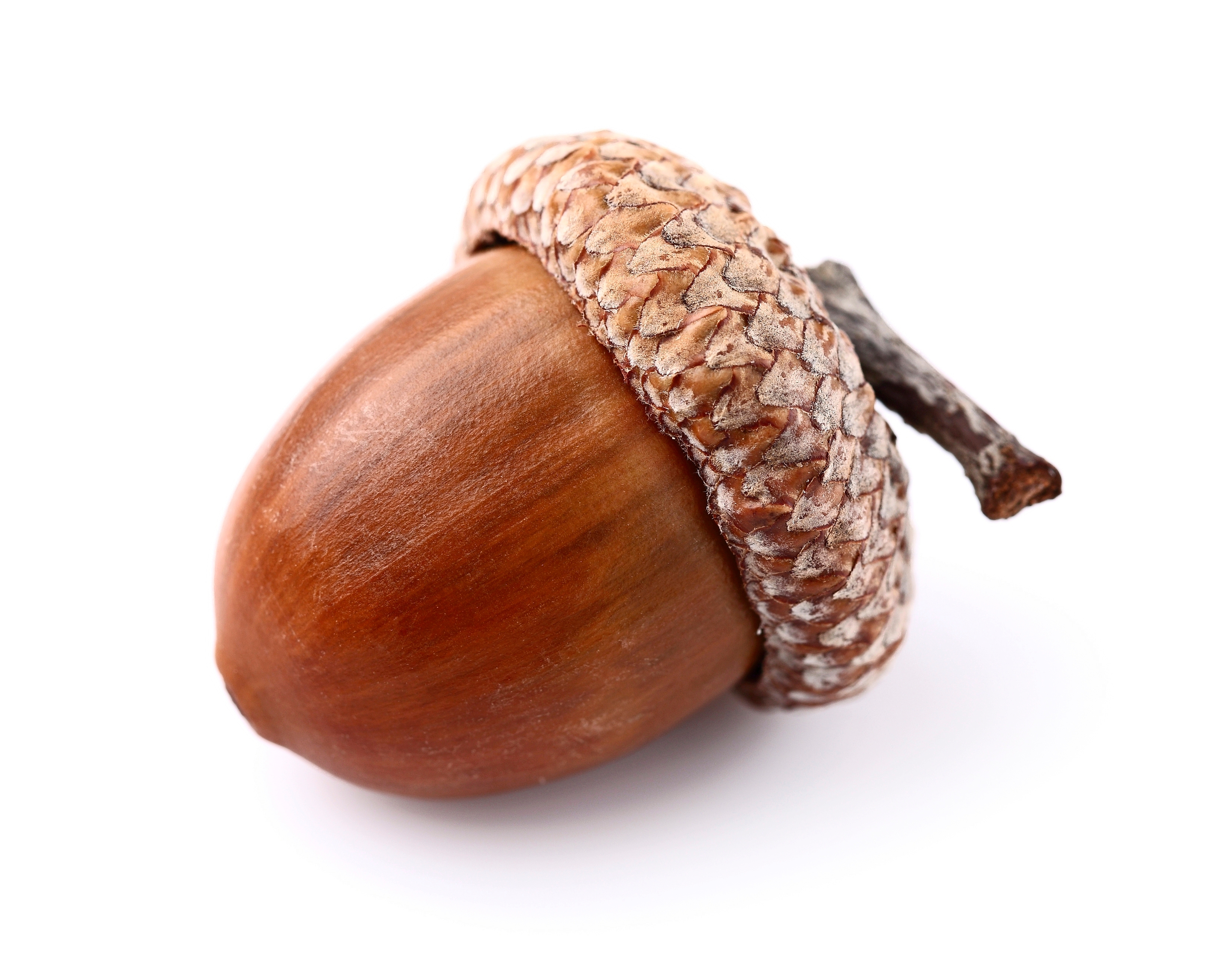 tammenterho