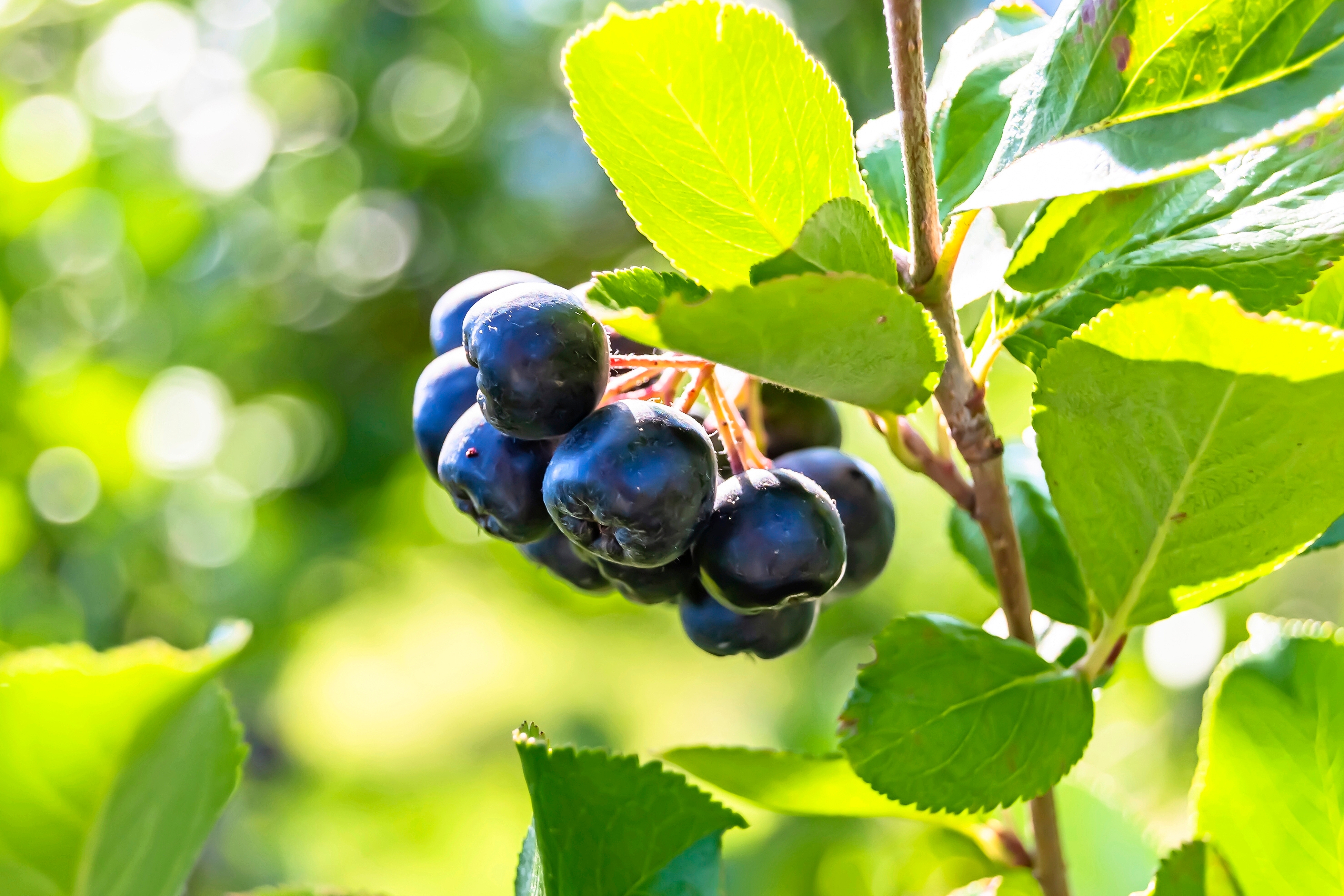 Marja-aronia