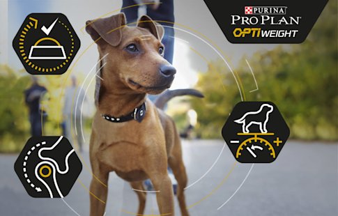 Pro Plan OptiWeight para perros