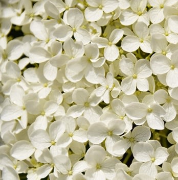 Blog image for What is a Ceremonial Funeral?