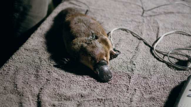 Baby platypus (Image: NSW government Environment and Heritage)