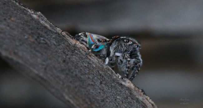 Maratus Australis (Image: Shane Graves)