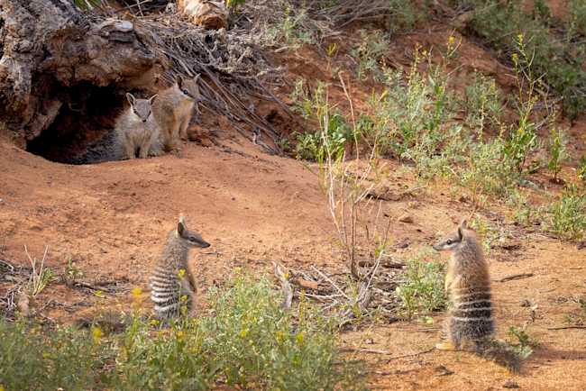 Quadruplet of Numbat juveniles at Mallee Cliffs. (Image: Brad Leue/ACW)
