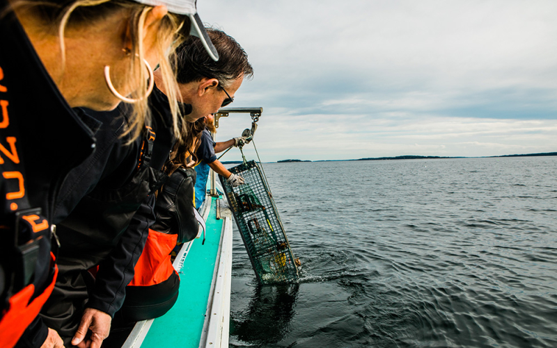 A photo of our Raleigh owners peering over the side of a lobster boat looking at a lobster trap as it is pulled out of the water.