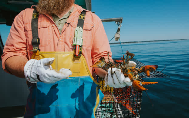 A Maine lobsterman holds a live Maine lobster in hand.