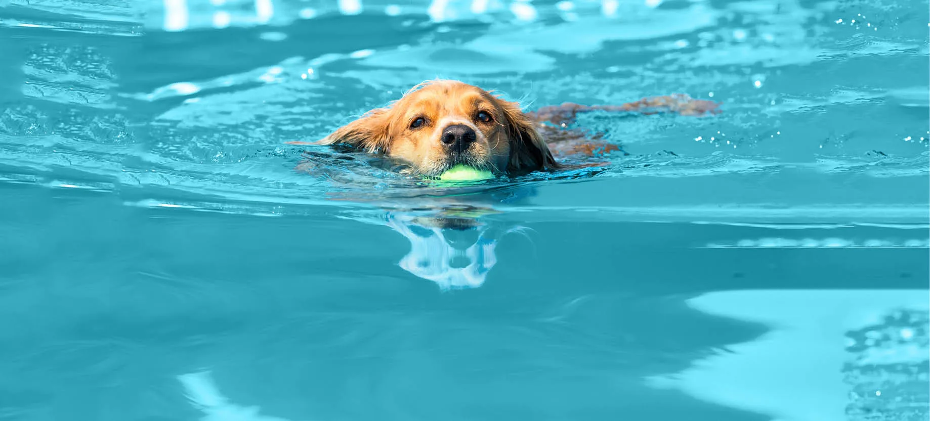 Swimming in pool a dogs benefit