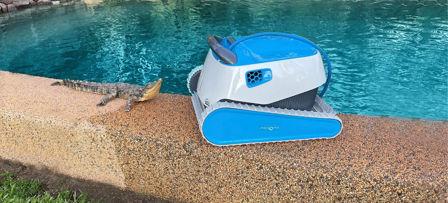The croc and the dolphin for a clean pool