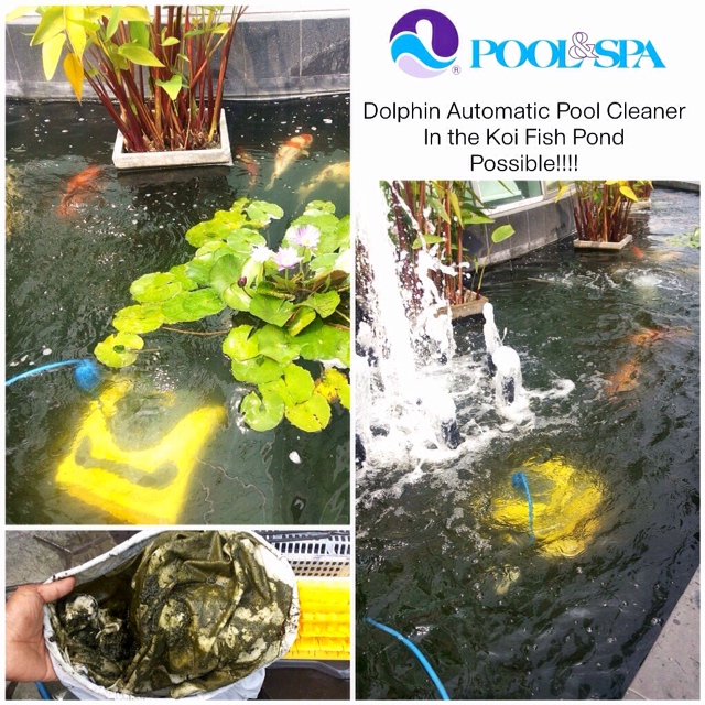 Koi-Fish-Pond