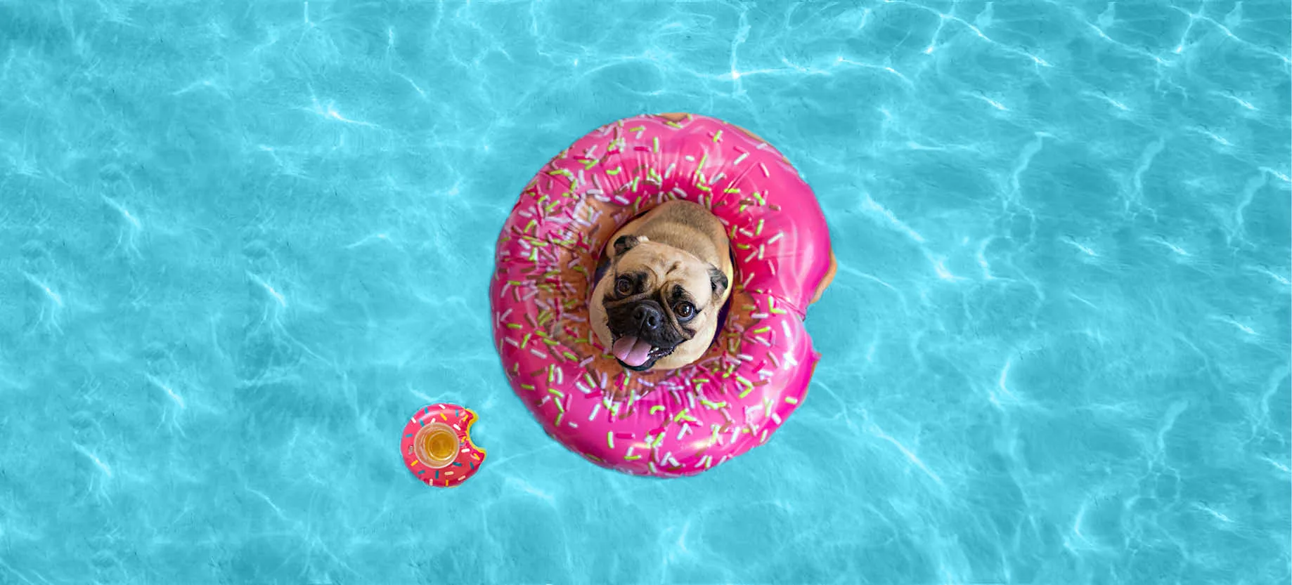 Dog enjoying the swimming pool