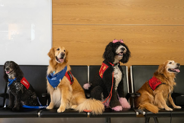 Wagging tails and warm hearts: Celebrating airport therapy dogs on National Dog Day