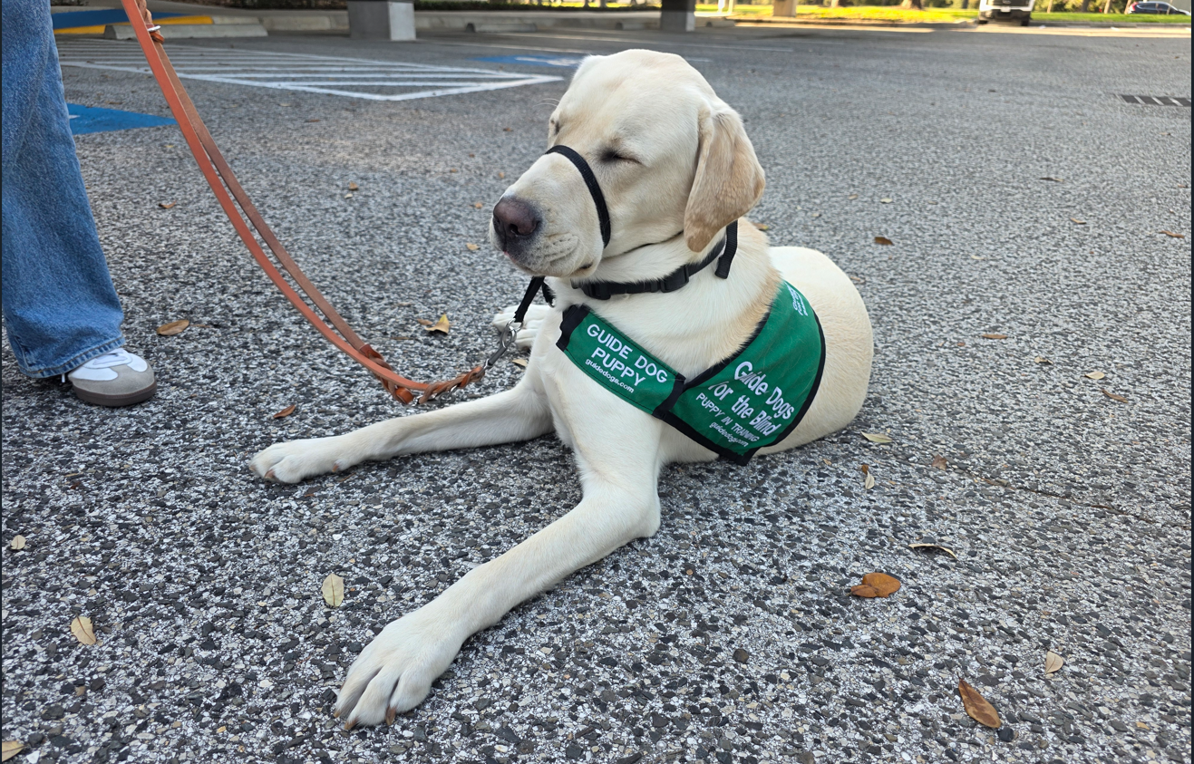 Guide Dogs for the Blind