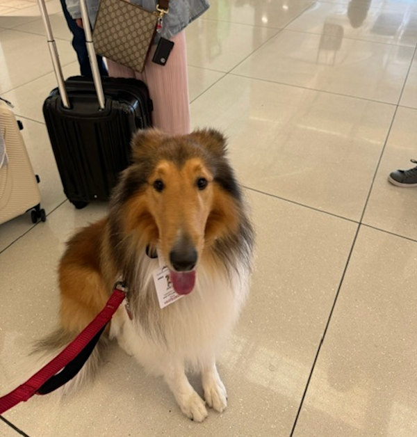Meet Joey: The new Houston Airports therapy dog bringing smiles to Hobby Airport