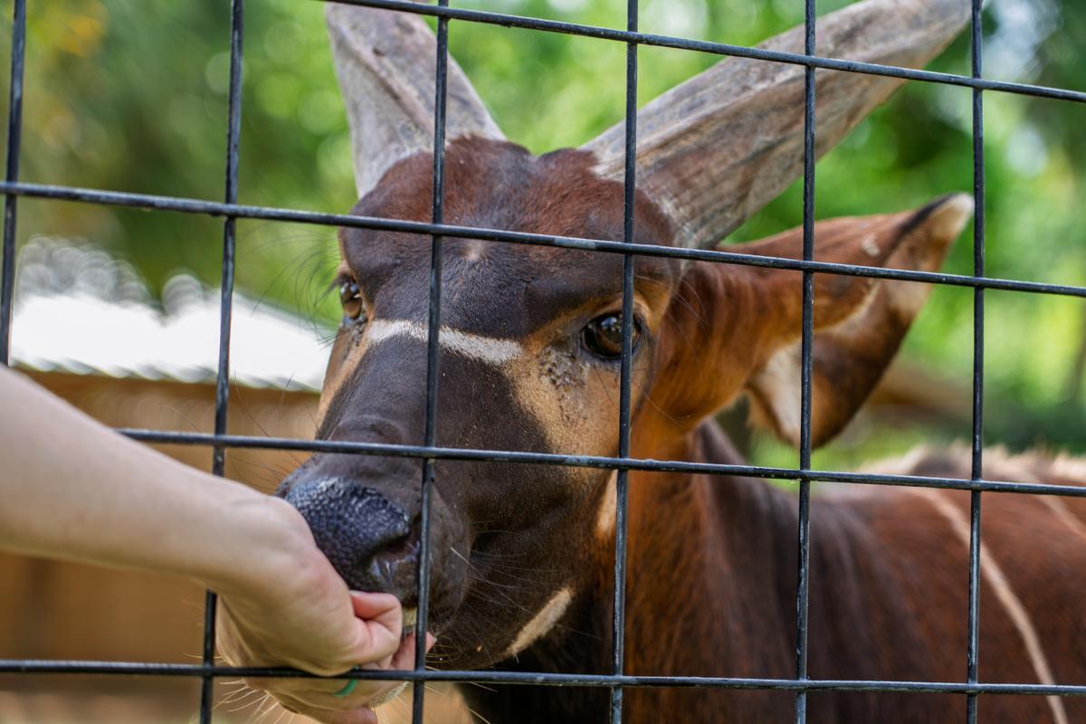 EVA Houston Zoo