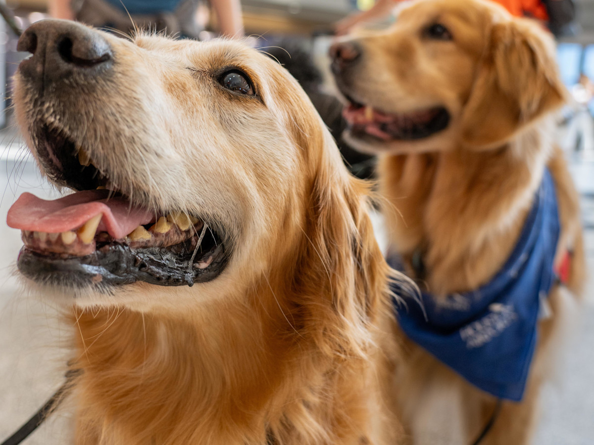 Volunteer Therapy Dog Program