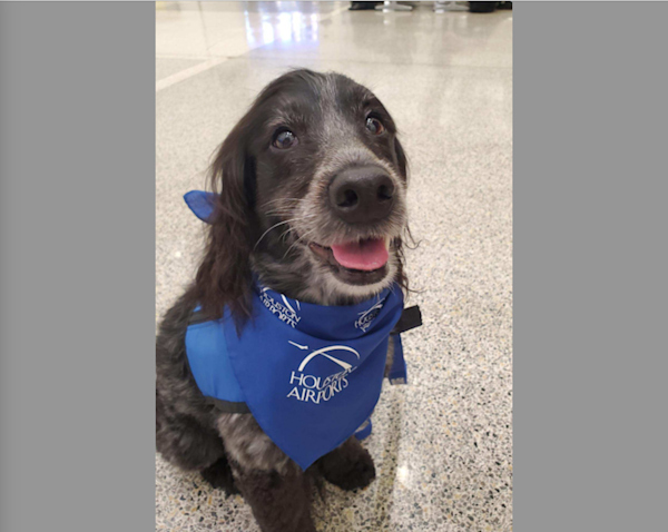 Beloved Houston Airports therapy dog, Abby, passes away