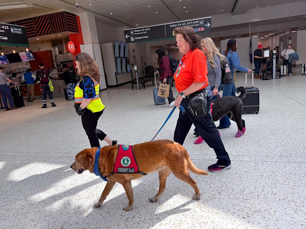 Riding shotgun: A therapy dog’s legacy at Houston Airports