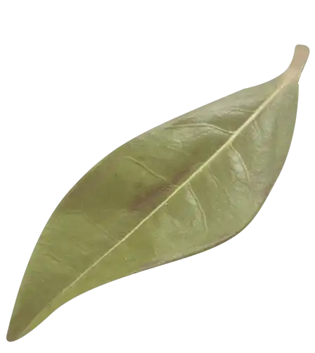 Lyons Leaf 4