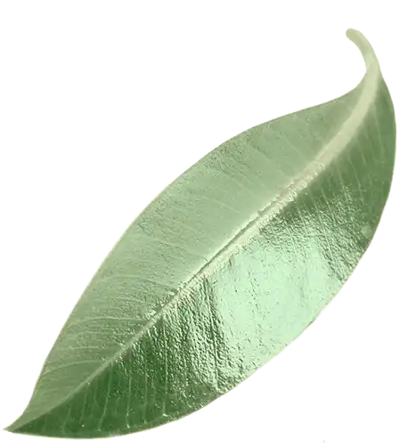 Lyons Leaf 2