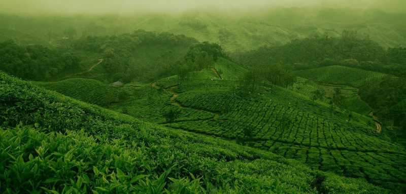 Lyons Article Green Tea Field Background Image
