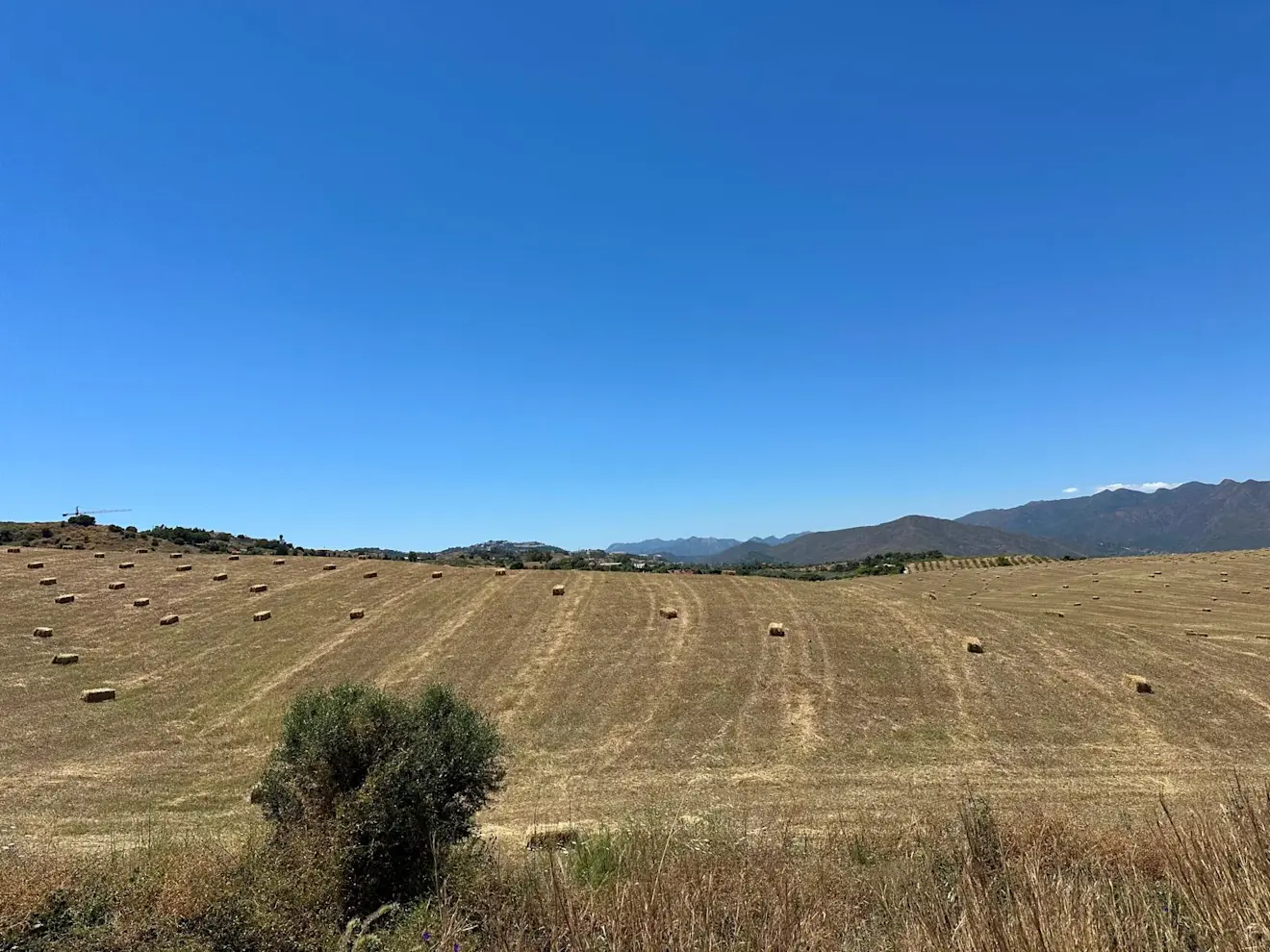 Spaanse boeren halen tussen Coin en Fuengirola het gras van het land. Door de regen van de laatste manden was dat dit jaar weer mogelijk - Tycho van den Born