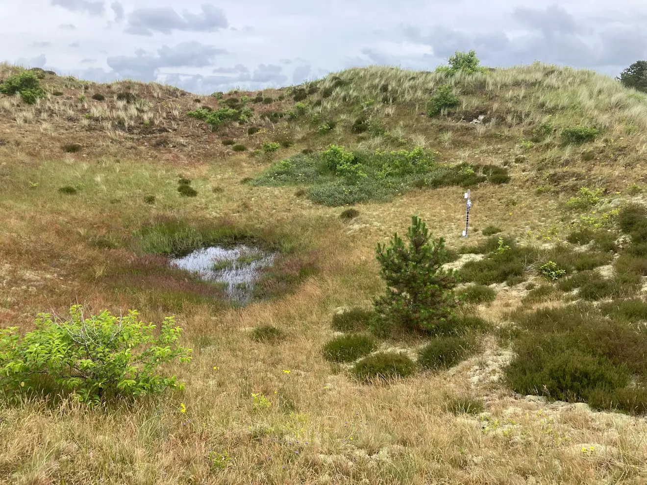 Meetstation Vogelmeer 3 in de Schoorlse duinen - Pieter Bliek