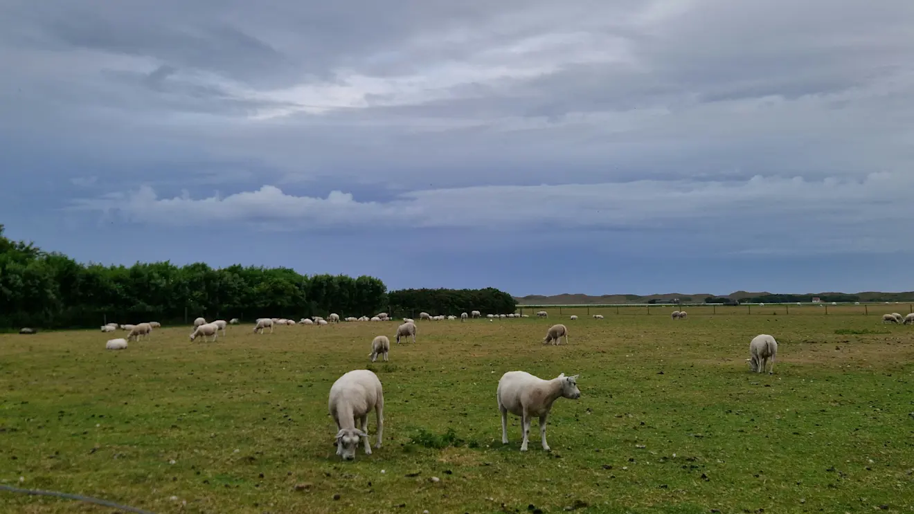 Winderig en regenachtig, vanochtend op Texel - Frans Alderse Baas