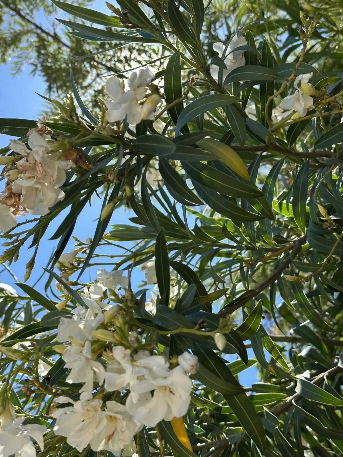 Bomen in het zuiden van Spanje staan in bloei, nog net voordat de droogte van de zomer begint - Tycho van den Born