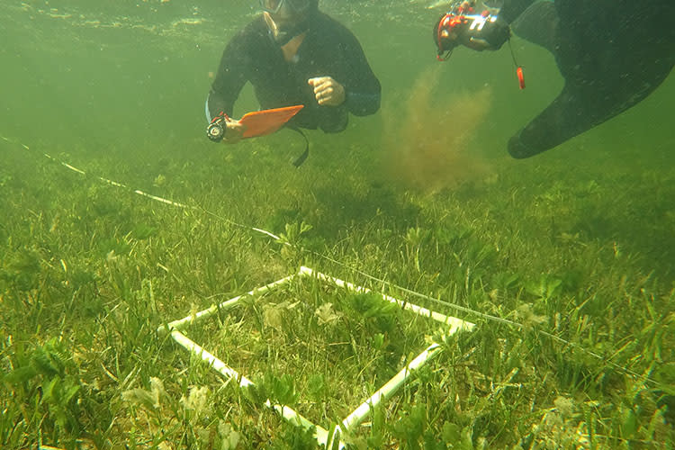 Divers Dr. Jim Fourqurean and Dr. Johannes Krause perform a seagrass cover survey for the CariCAS program in Florida, USA. Photo Courtesy: Dr. Johannes Krause.