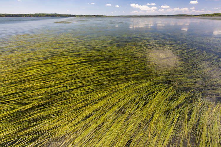 A bed of green eelgrass in a bay with a blue sky spotted with clouds above.