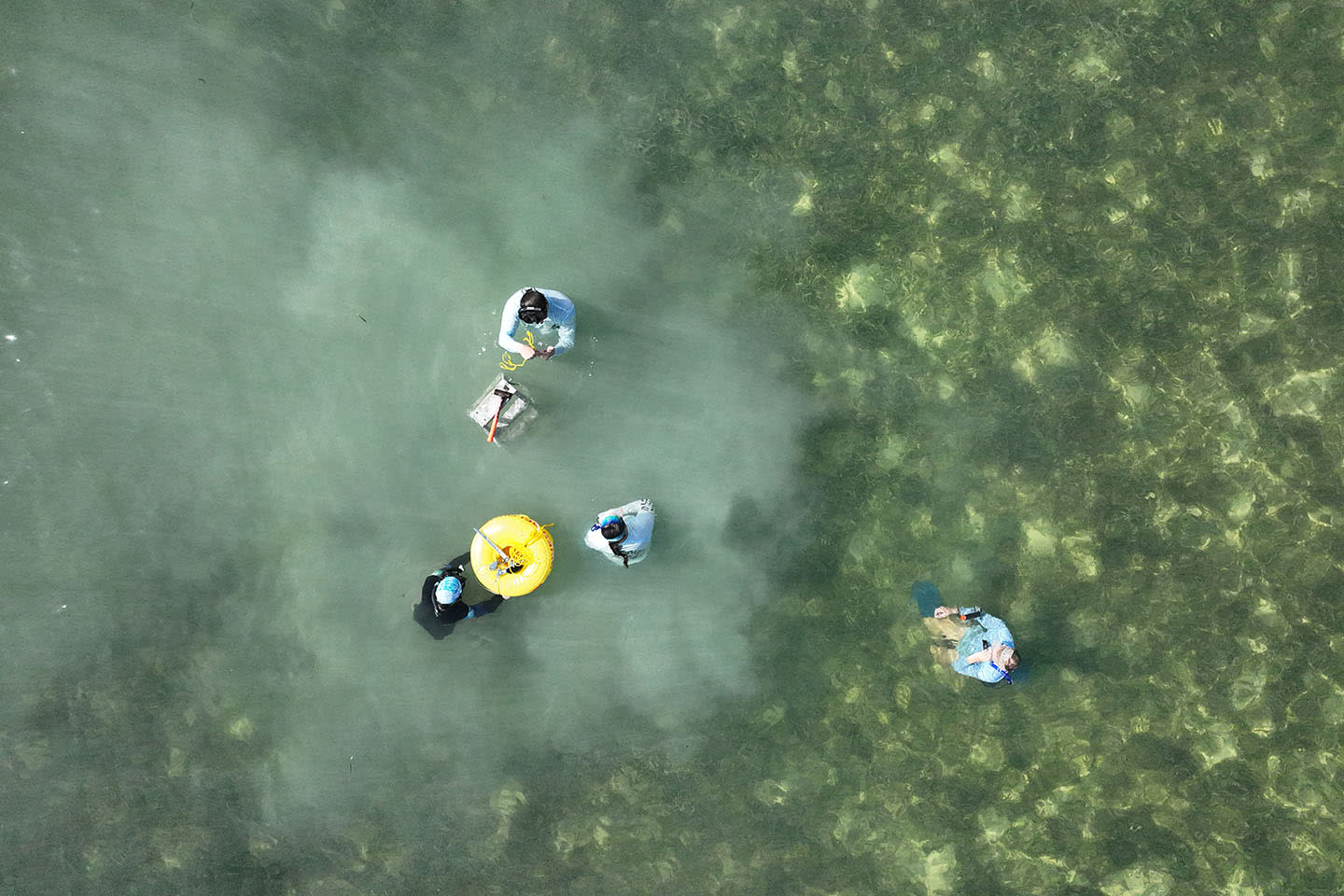 Image of scientists standing in shallow water with seagrass surrounding them