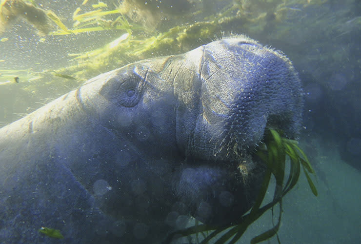 Manatee munching on some river grass in Crystal Springs, Florida. Fall 2018. PHoto courtesy: Scott Eanes/TNC Photo Contest 2019.