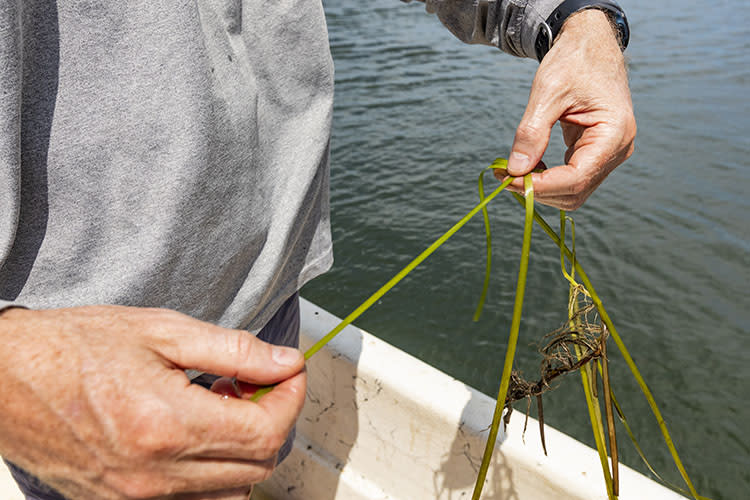 Kalle Matso from the Piscataqua Regional Estuary Partnership holds up an eel grass plant in New Hampshire's Great Bay. Photo Courtesy Jennifer Adler.