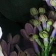 Aerin Lilac Path Eau de Parfum