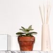 best-room-scents-incense-sage-diffusers-3