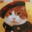 fashion cats beret 