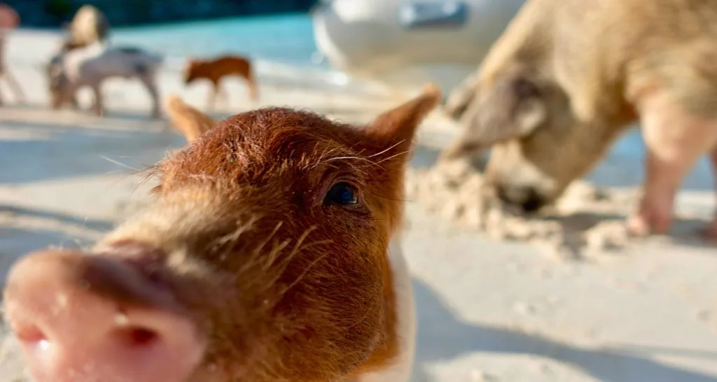 piglet-close-up-bahamas-beach