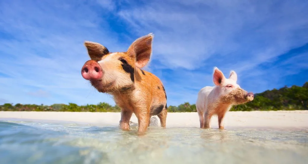 pig-island-bahamas-excursion-exuma