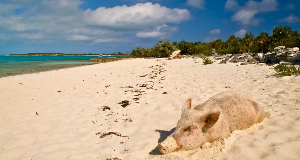 pig-resting-on-bahamas-beach