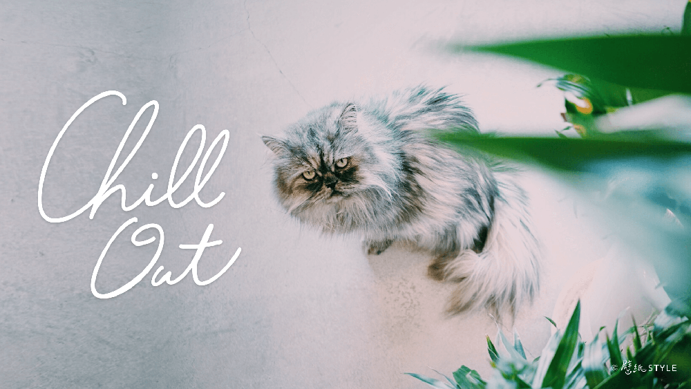 Chill Out w/ 猫のメイちゃん