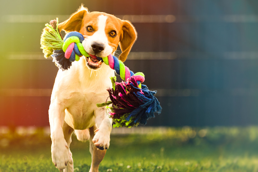 A happy beagle running with a mulit-colored rope toy in his mouth