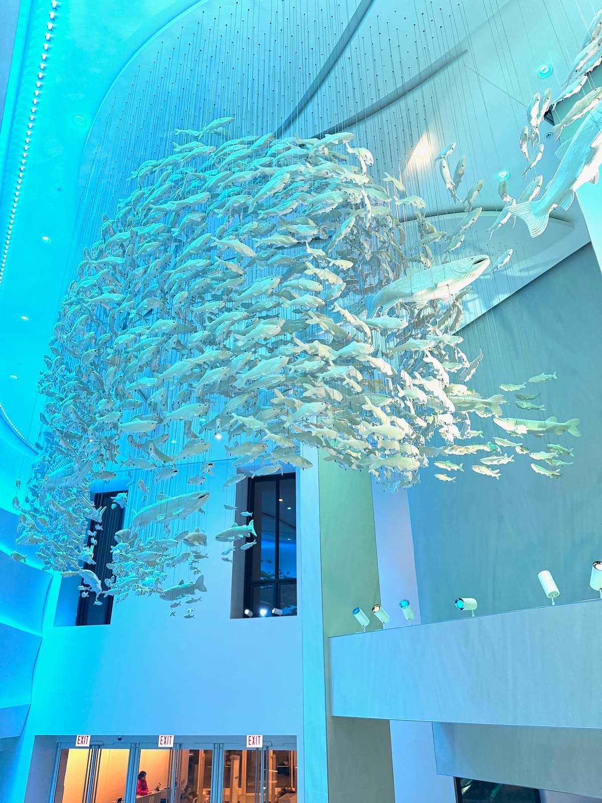 David Franklin's fish sculpture, shown suspended in the atrium at the Shedd Aquarium in Chicago