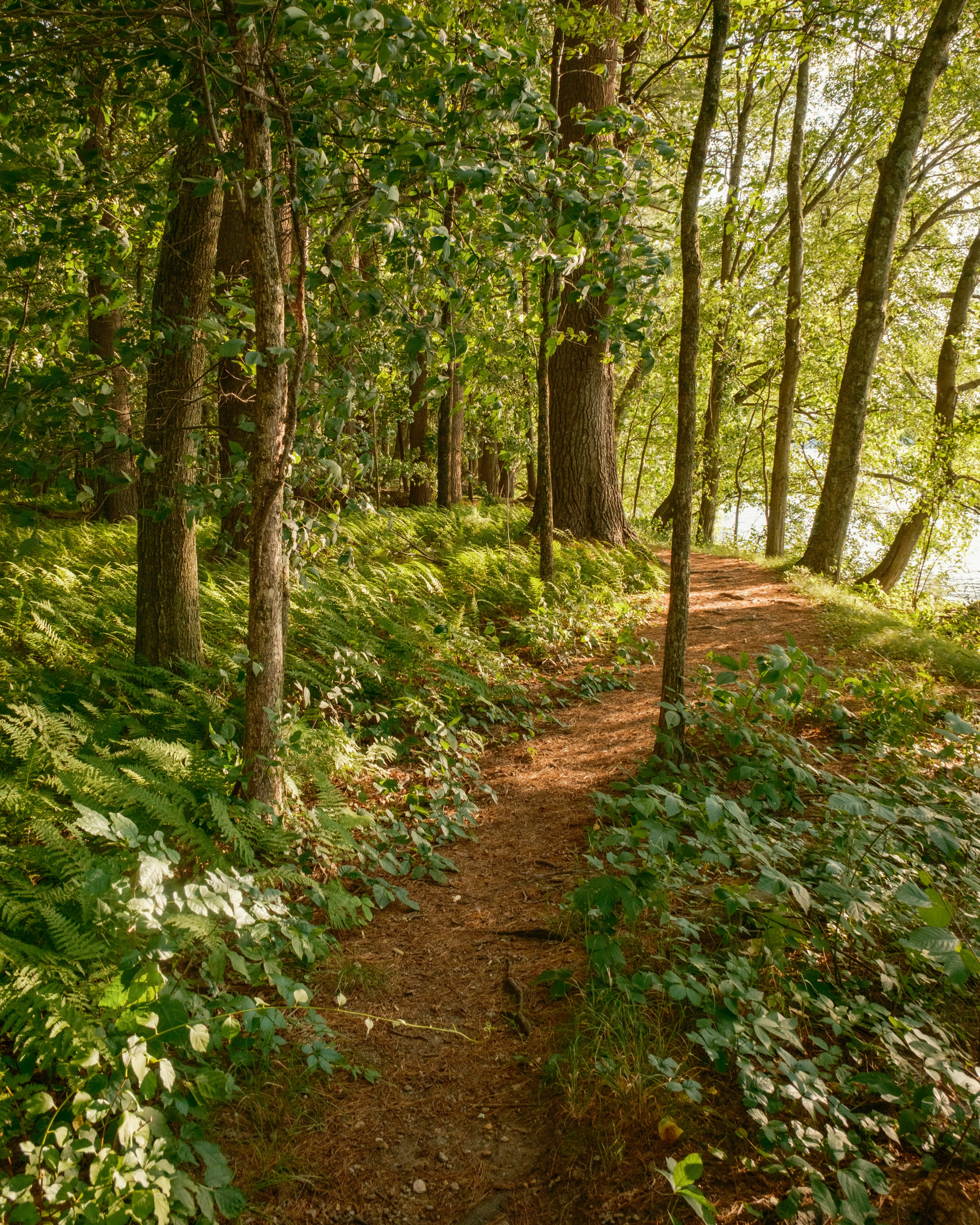 beautiful forest trail next to a reservoir