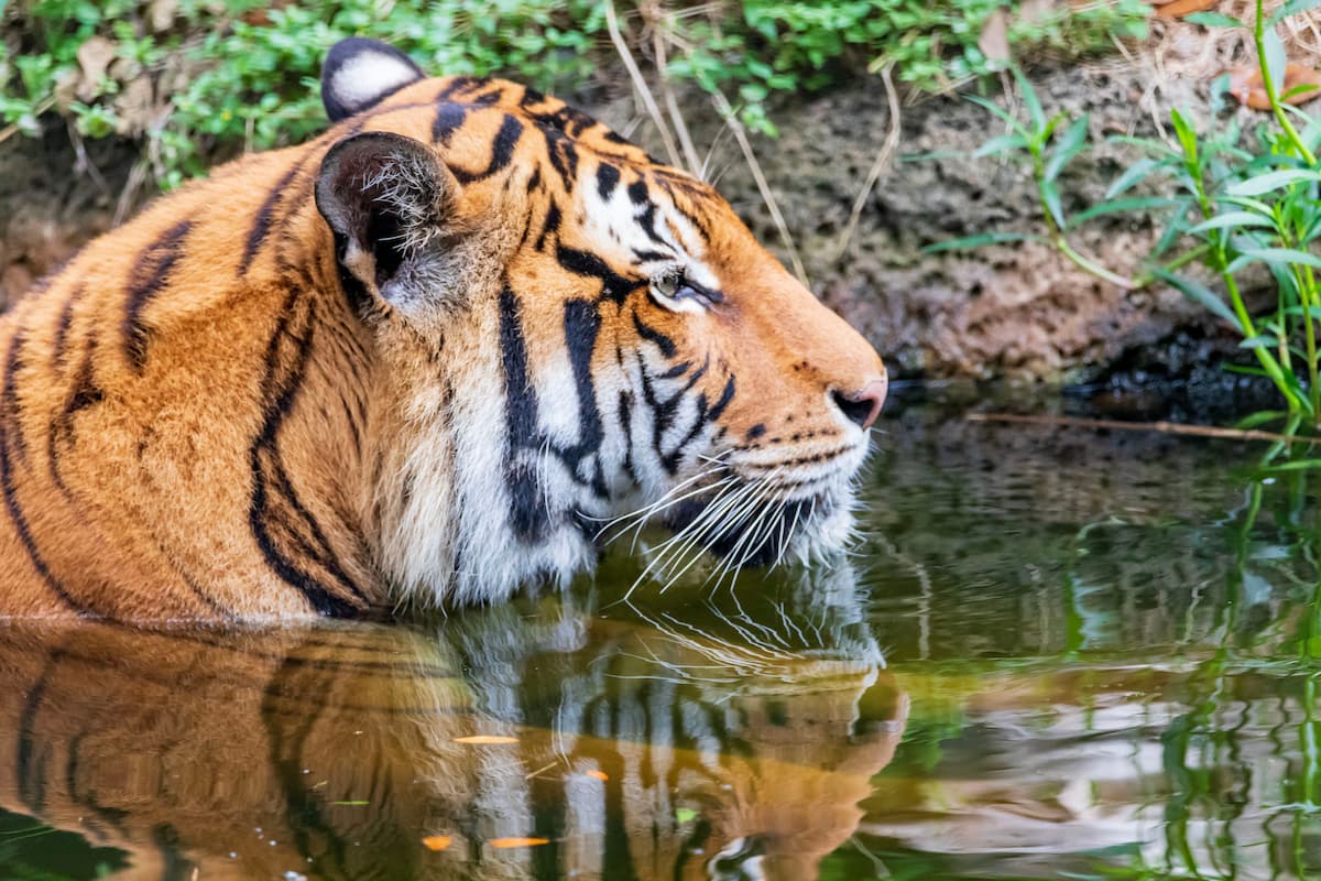 Tiger in the water at the zoo