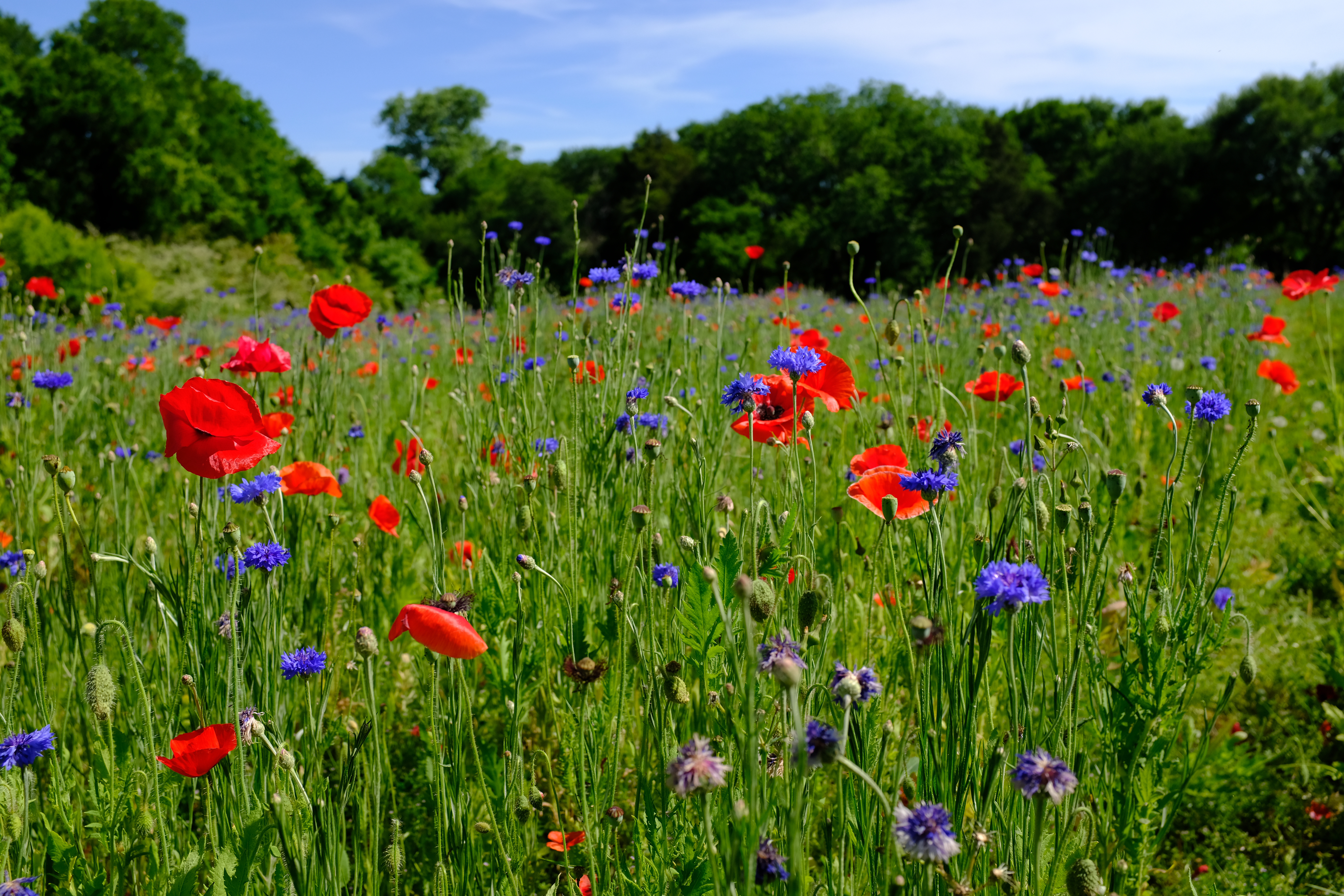 field of Texas wildflowers in blue and red colors