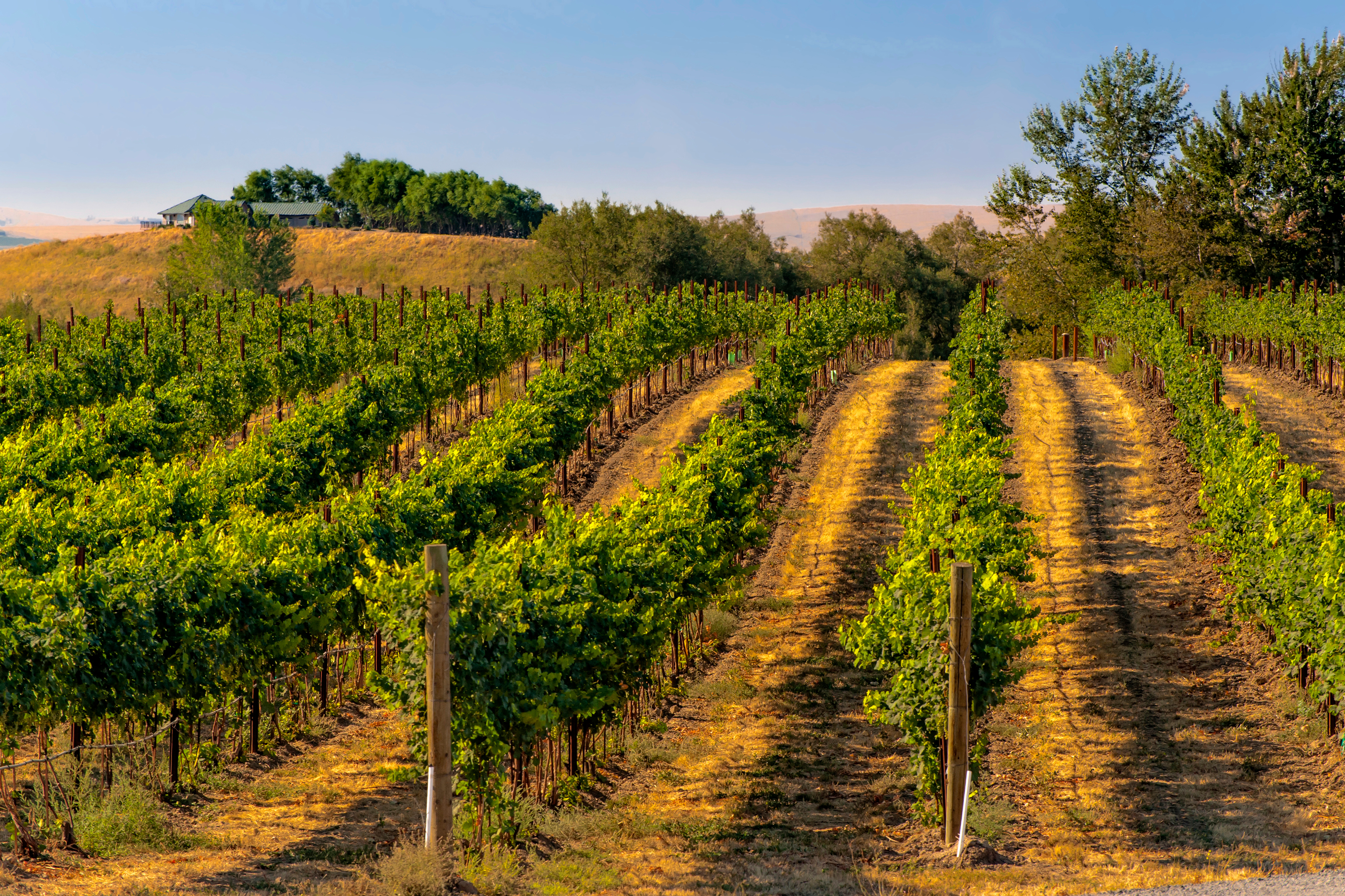 Vineyards in the summer in Washington