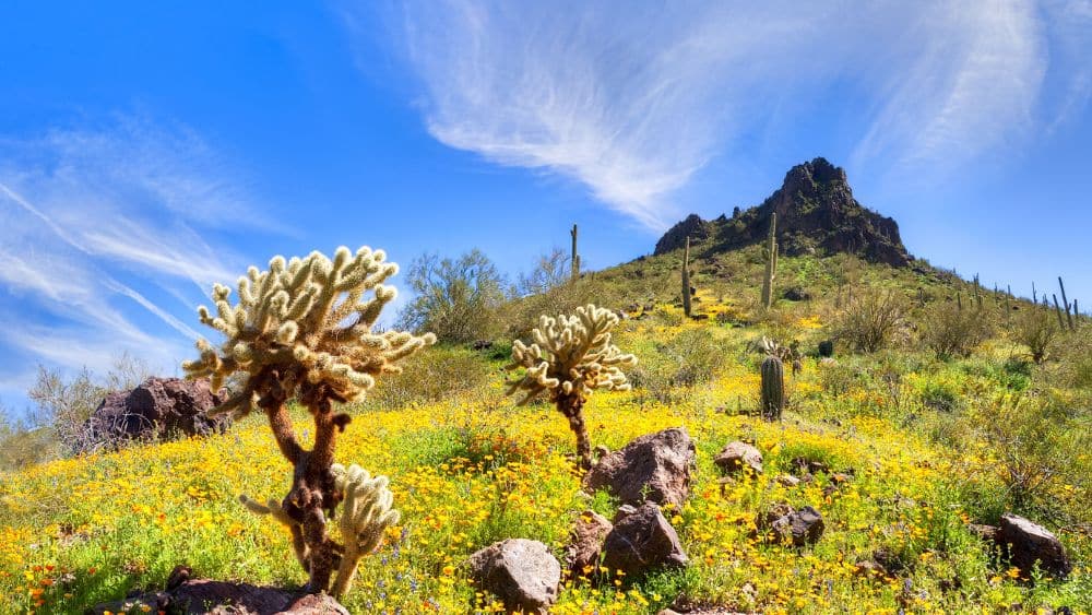 Top State Parks In Arizona Newhomesource