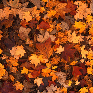 Why NOW is the time to switch energy brown, yellow and red autumn leaves on the ground