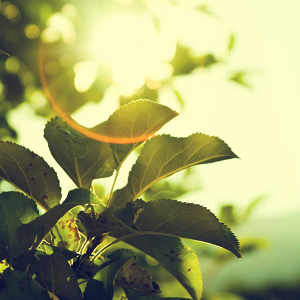 How green is your green energy deal? green leaves of a plant with sun rays shining on it