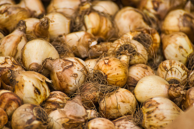 BSC-Blog-Oct27-FlowerBulbs-McRonny-from-Pixabay 400px